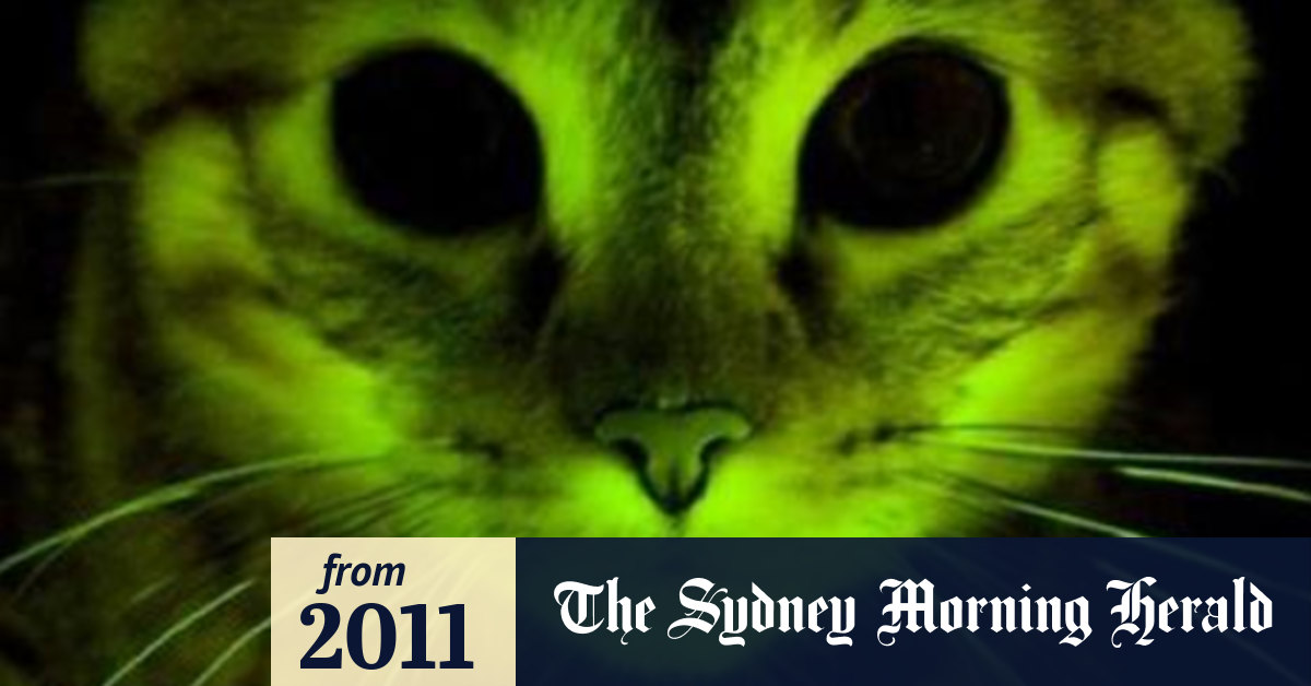 Can green glowing  cats  find a cure for AIDS   Can green glowing  cats  find a cure for AIDS